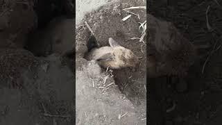 RABBIT MOM  you can't guess how many to go in, Videos Cute moment you never know before #yt #223