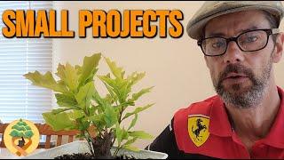 How to prune small future bonsai projects, My Bonsai Therapy