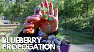 Easiest Way to Grow Blueberry Plants from Cuttings