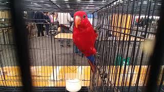 Sydney bird Sale (Fairfield Show ground) 2023 Part 1/3