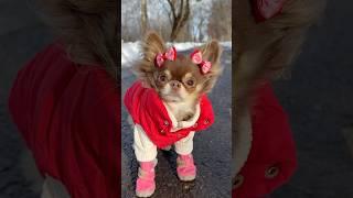 Chihuahua VS Winter  (please rate her walk from 1 to 10 )