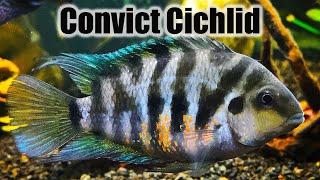 Convict Cichlid | Care Guide & Species Profile