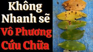 Cach Chữa Bệnh Rỉ Sắt, Thán Thư, Vàng Lá Cho Hoa Lan | Đức Hoa Lan