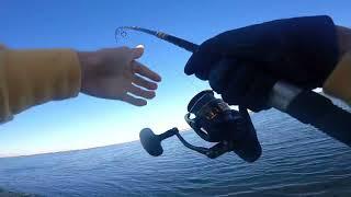 Fighting a 42+ pound Striped Bass late fall