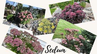 Sedum: The Perennial Genus That Has It All (almost)