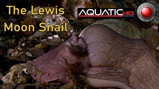 The Lewis Moon Snail Life and Behaviour