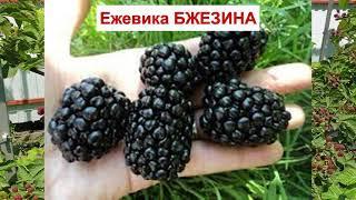 ЕЖЕВИКА БЖЕЗИНА - МОРОЗОСТОЙКИЙ сорт БЕЗ ШИПОВ. ВКУСНАЯ ЯГОДА. ОПИСАНИЕ СОРТА, характеристики ОТЗЫВЫ
