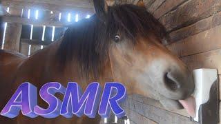 ASMR Horses licking on a salt lick stone