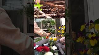 A vegetable garden in my small balcony ‍ Container Gardening