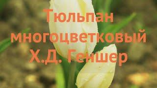 Тюльпан многоцветный Х.Д. Геншер (tulipa tyulpan)  обзор: как сажать, луковицы тюльпаны Х.Д. Геншер