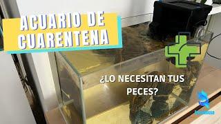 ACUARIO DE EMERGENCIA | La salvación para tus peces