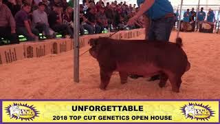 Top Cut Genetics | Unforgettable Duroc Boar | 2018