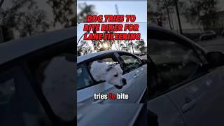 Dog Tries To BITE BIKER For Lane Filtering | @themoody_motocheez on IG #motorcycle #dog #biker