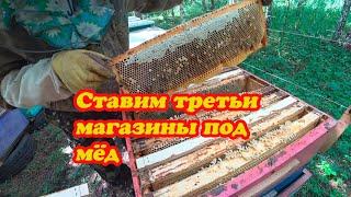 СТАВИМ ТРЕТЬИ МАГАЗИНЫ ПОД МЁД НА ТОЧКЕ №1, ИНФОРМАЦИЯ ПО МАТКАМ