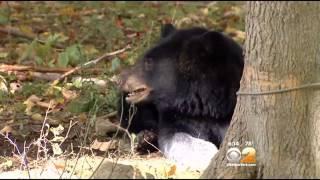 Parsippany Officials Warn Residents To Stay Away From Bears