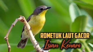 Remetuk Laut Gacor Isian Kenari