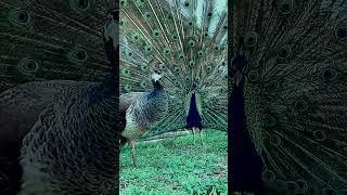 #16 peacock #peacockbass #peacocks #fypシ  #foryou #fy #fypシviral #followers