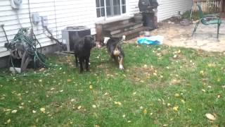 Chance meeting his first male dog at my house