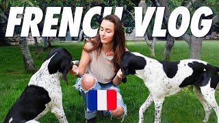 Learn French with my dogs