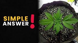 Super Soil VS Reamending: The Key to Thriving Plants!