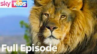 Dreamflight | LION | Cooling Breath | FULL EPISODE | Sky Kids