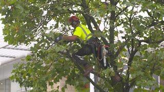 Tree Felling and Reductions at Brent Cross Retail Park with Essex Tree Care.
