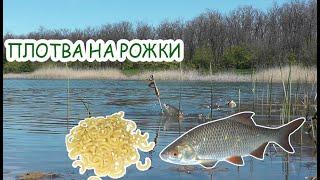 Рыбалка на плотву / Крупная плотва на рожки / рыбалка на поплавок