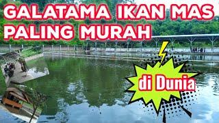 Galatama Ikan Mas Bandung || Pemancingan Paling Murah