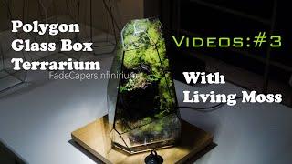 Polygon Glass Box Terrarium With Living Moss