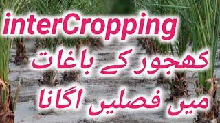 interCropping in Dhakki Date farm