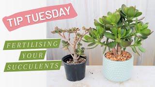 Tip Tuesday: Fertilising your Succulents