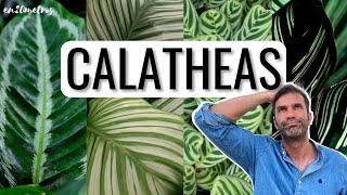 How to Care for Calatheas: Pet-Friendly Houseplants