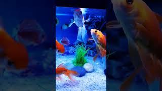 Beautiful Gold fish, Fish Aquarium setup, Gold Fish tank setup. #shorts #viral #fish #aquarium