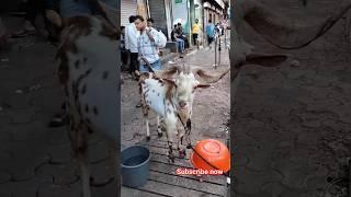 BARBARA GOAT  LOVERS #barbara #andulgoat #deonarbakramandi #goatlovers #bakra