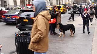 Emily Ratajkowski caresses and kisses Sebastian Bear McClard on Park Avenue with their dog in NY