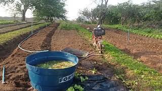 #agricultura família  sítio lagoinha