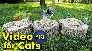 TV for Cats | Backyard Bird and Squirrel Watching | Video 13