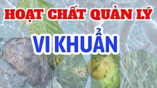 Hoạt chất phổ biến quản lý VI KHUẨN | Nhóm nội hấp | Nhóm tiếp xúc | Phổ rộng và đặc trị