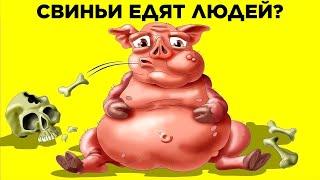 Свиньи Едят Людей? Парад Фактов: Животные