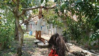 Di Hajar Barongan Blora Sampai Celana Brojol Gara Gara Mencuri Mangga | Cerita Pendek