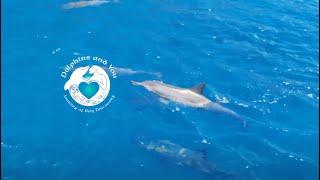 Dolphins and You ~ Dolphin Tours