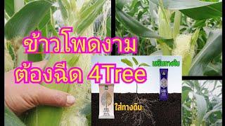 ข้าวโพด โตไว เขียวดี ฉีด 4tree โทร 063-5164500