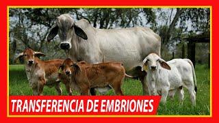  TRANSFERENCIA DE EMBRIONES  EN BOVINOS  Vacas Lecheras y Carnicas