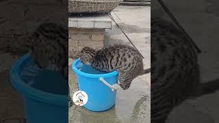 LOL, Try Not To Laugh Cat Videos Best Crazy Cats Shorts  -EPS570