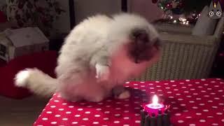 Cats vs Candles! (A Compilation)