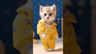 tang ting tung versi kucing lucu#cat #cuteanimal #viralvideo #viralshorts