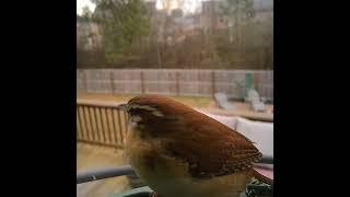 backyard birds #birds #birdsofpreyaroundtheworld #wildlife #birdsounds