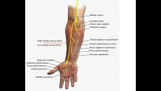 Two Minutes of Anatomy: Median Nerve