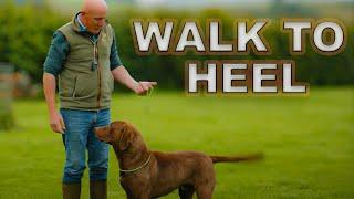 DOG TRAINING - Bringing Big Dogs to Heel