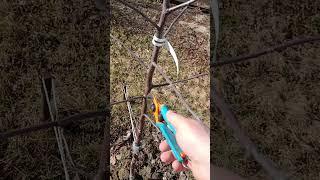 КАК ОБРЕЗАТЬ МОЛОДУЮ ЯБЛОНЮ #обрезка #сад #саженцы